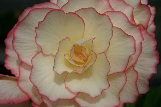 Picotee Double from award winning Begonia & Delphinum specialist flower  shop Blackmore Langdon